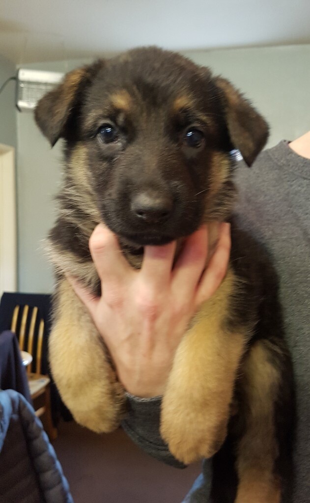 german shepherd puppies for sale in south yorkshire